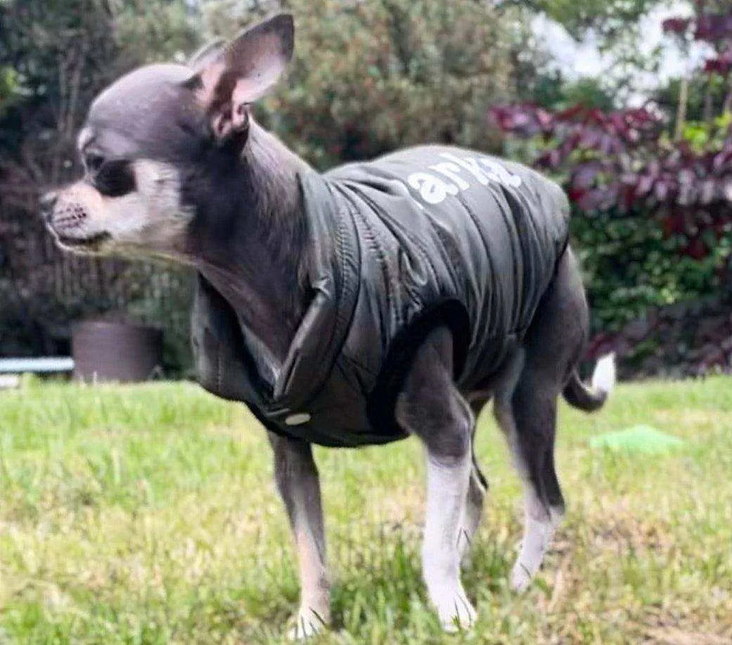 Dog Coats, waterproof jacket, vest, puffer, all day wear for small dogs