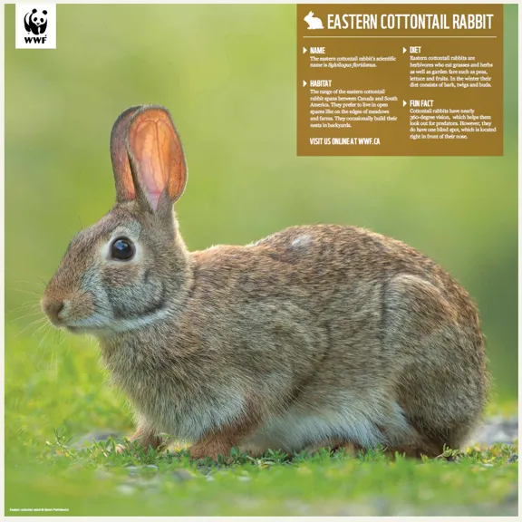 Eastern cottontail rabbit